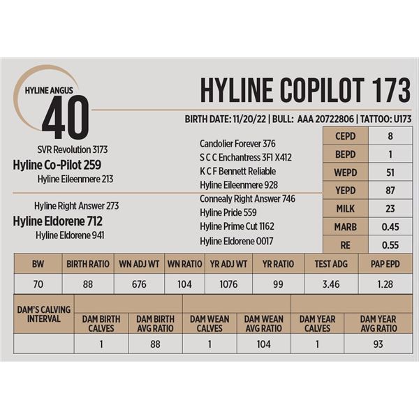 Hyline Copilot 173