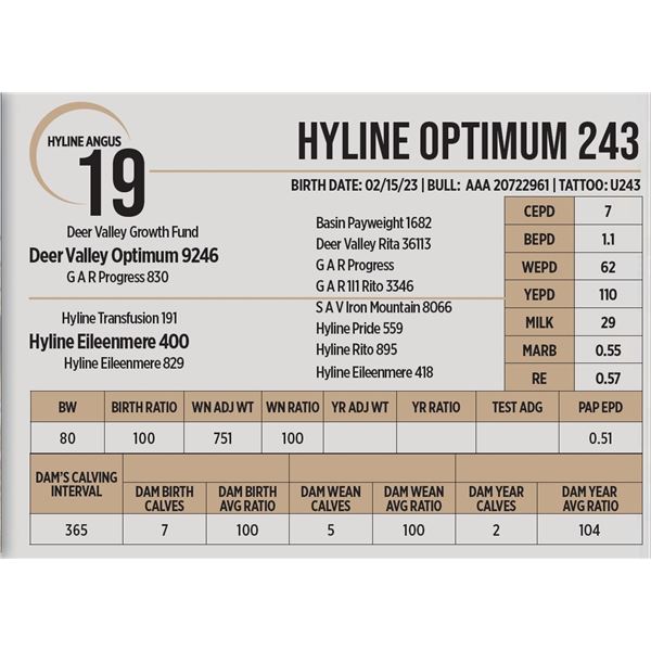 Hyline Optimum 243