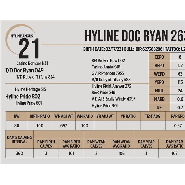 Hyline Doc Ryan 263