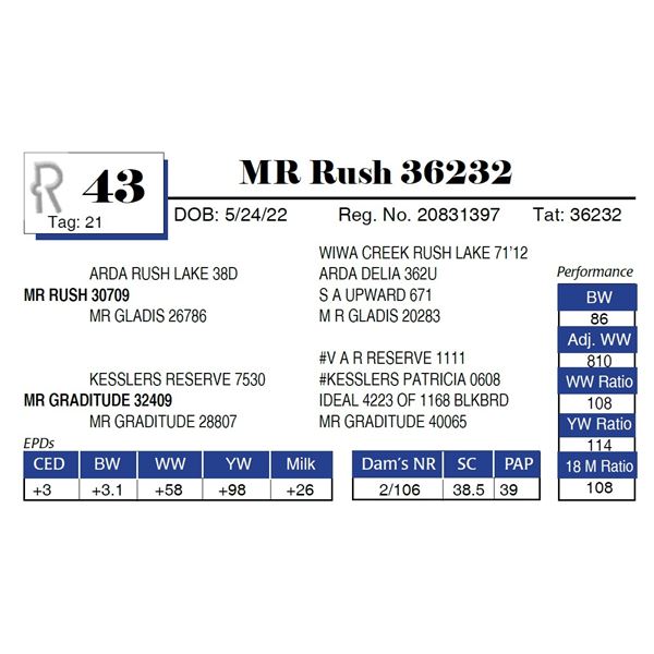 MR Rush 36232