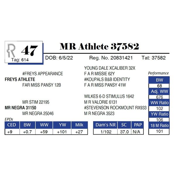 MR Athlete 37582