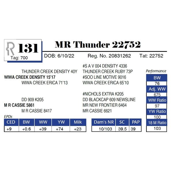 MR Thunder 22752