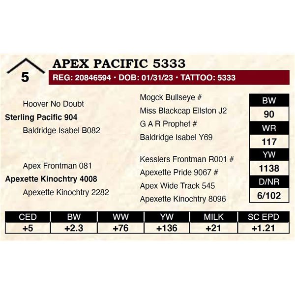 Apex Pacific 5333