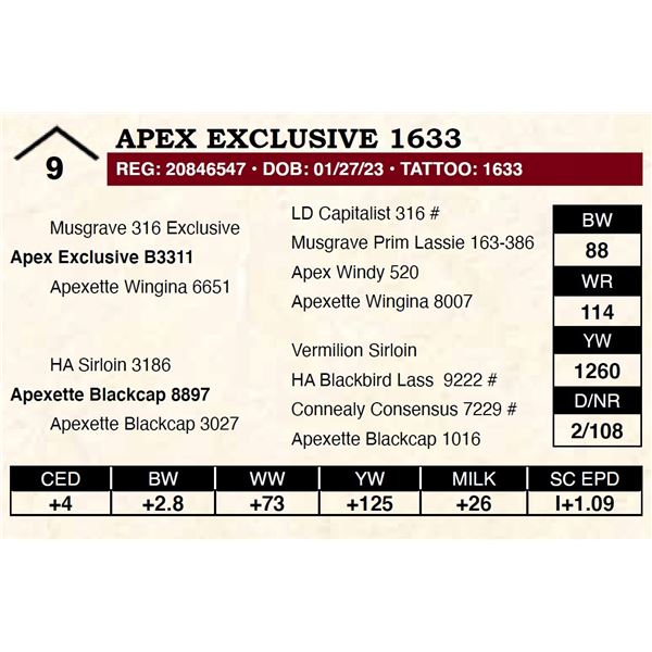 Apex Exclusive 1633