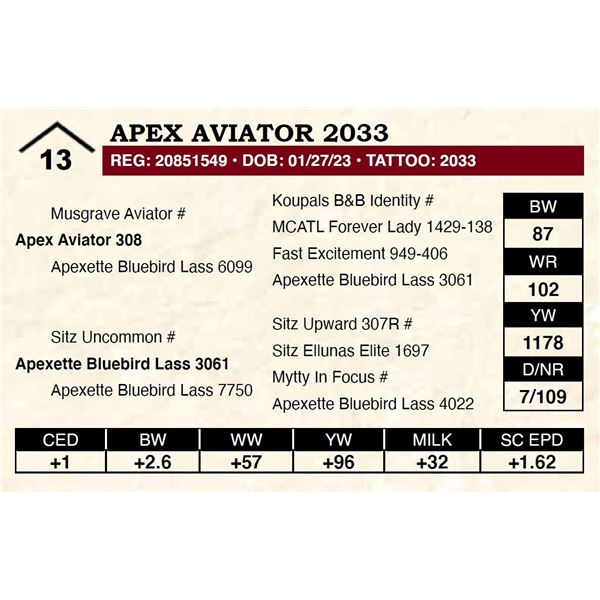 Apex Aviator 2033