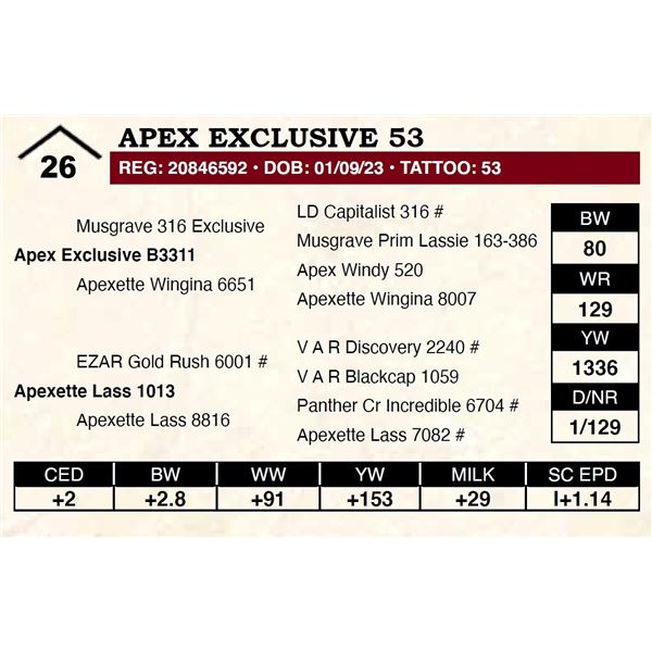 Apex Exclusive 53