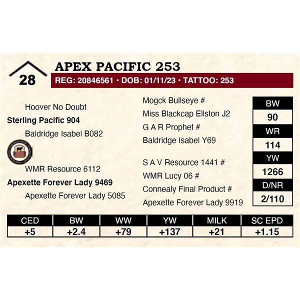 Apex Pacific 253