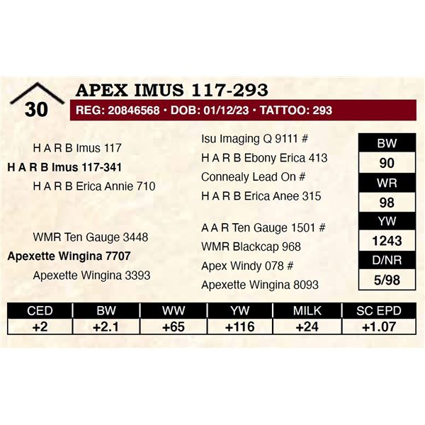 Apex Imus 117-293