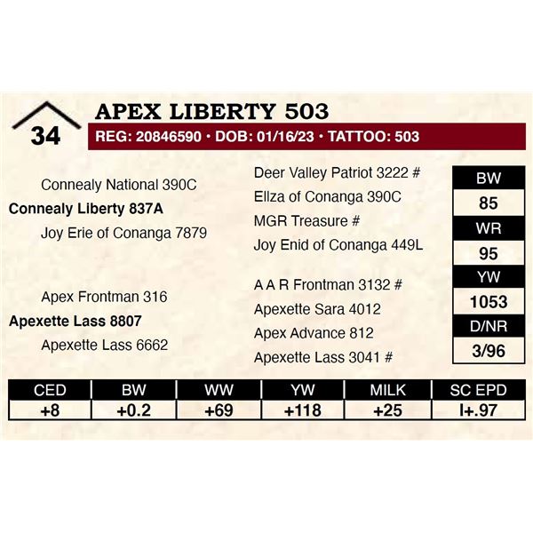 Apex Liberty 503