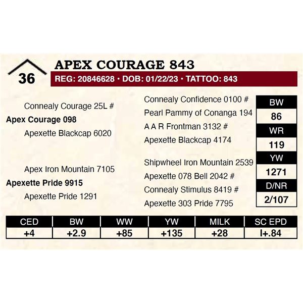 Apex Courage 843