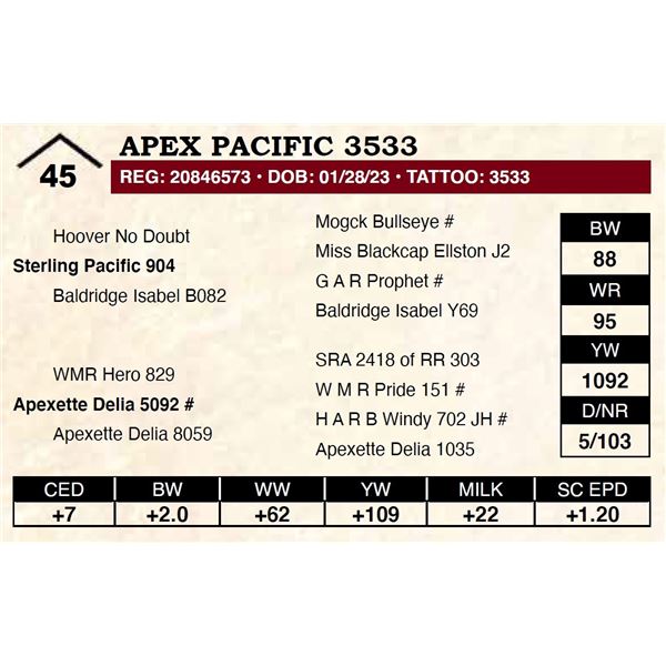 Apex Pacific 3533