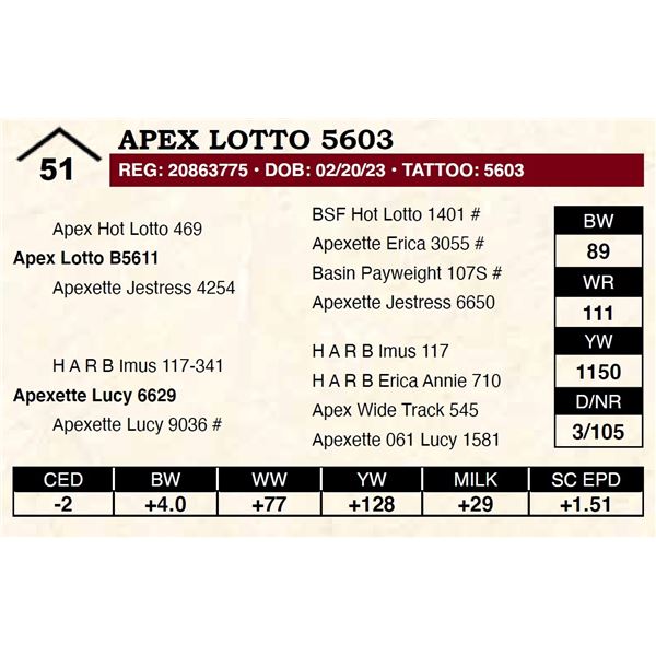 Apex Lotto 5603