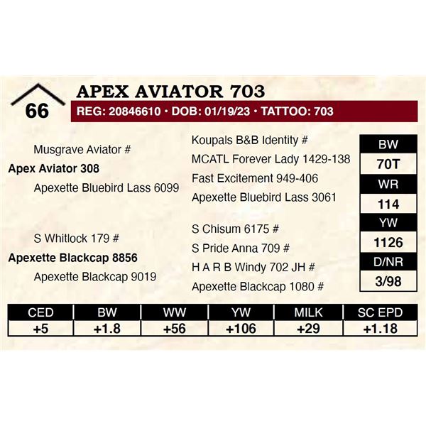 Apex Aviator 703