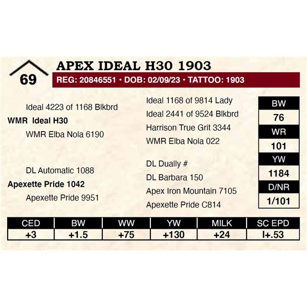 Apex Ideal H30 1903
