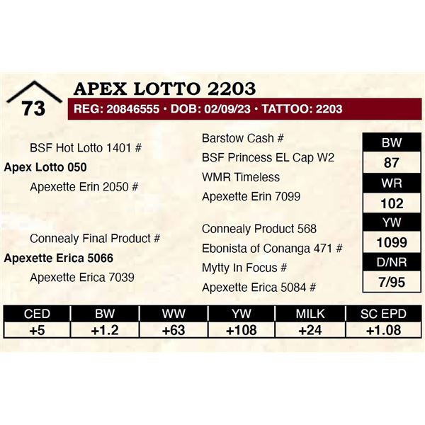 Apex Lotto 2203