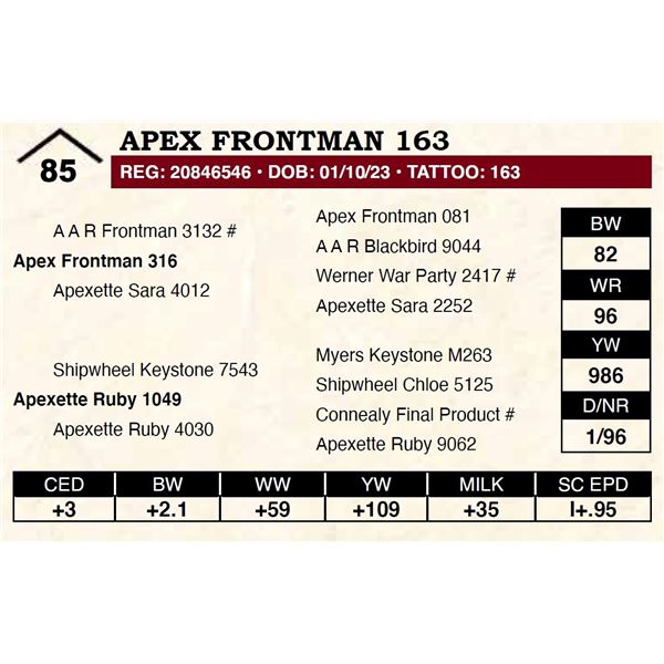 Apex Frontman 163