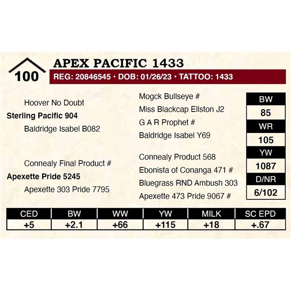 Apex Pacific 1433