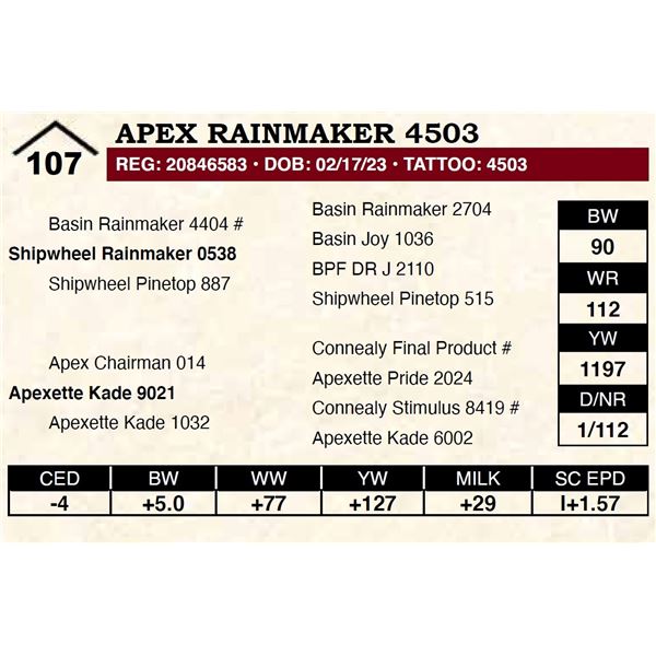 Apex Rainmaker 4503