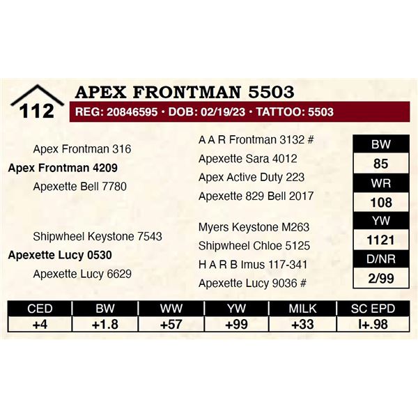 Apex Frontman 5503