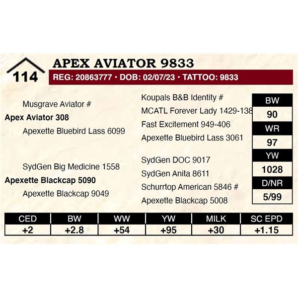 Apex Aviator 9833