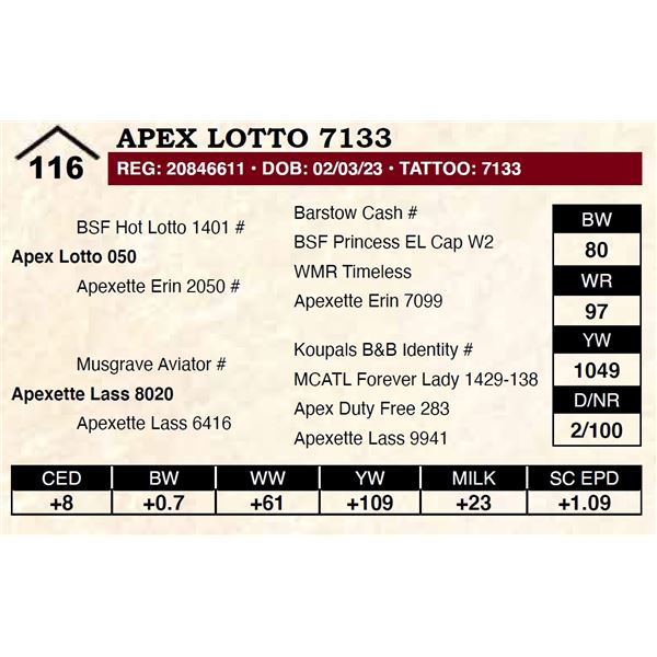 Apex Lotto 7133