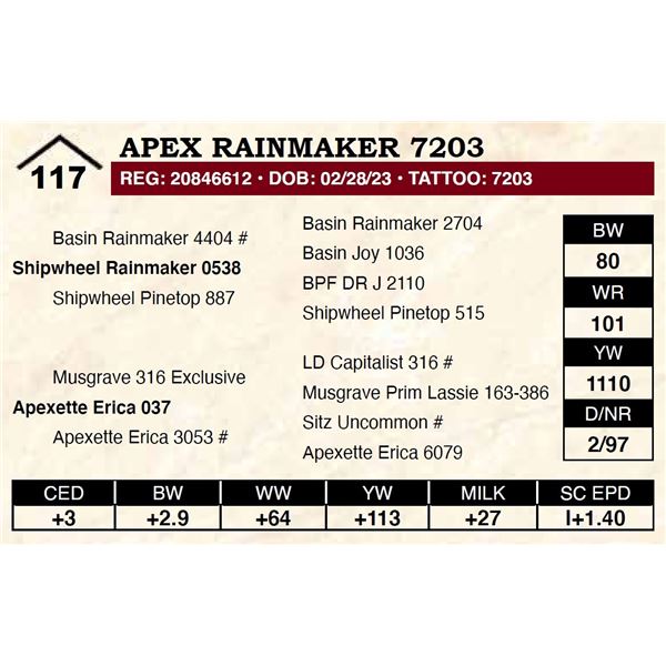 Apex Rainmaker 7203