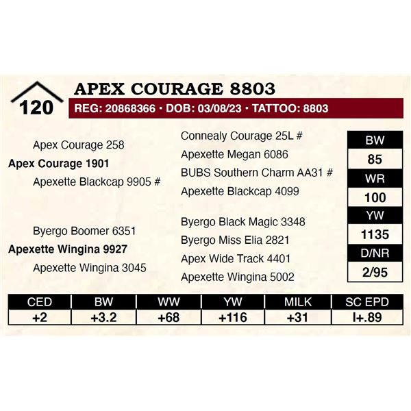 Apex Courage 8803