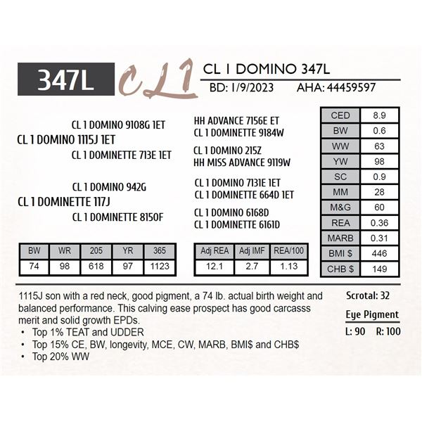 CL 1 DOMINO 347L