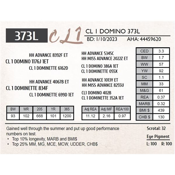 CL 1 DOMINO 373L