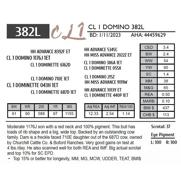 CL 1 DOMINO 382L