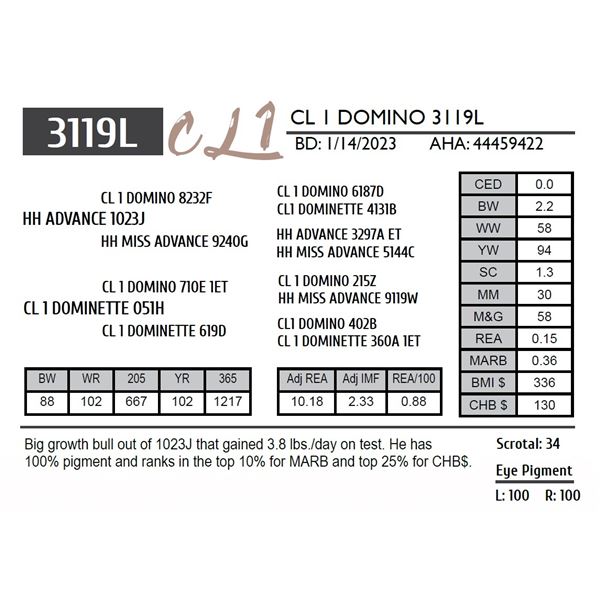 CL 1 DOMINO 3119K