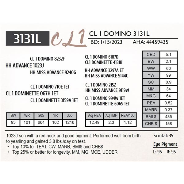 CL 1 DOMINO 3131K