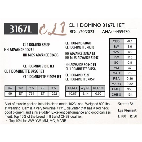 CL 1 DOMINO 3167L 1ET