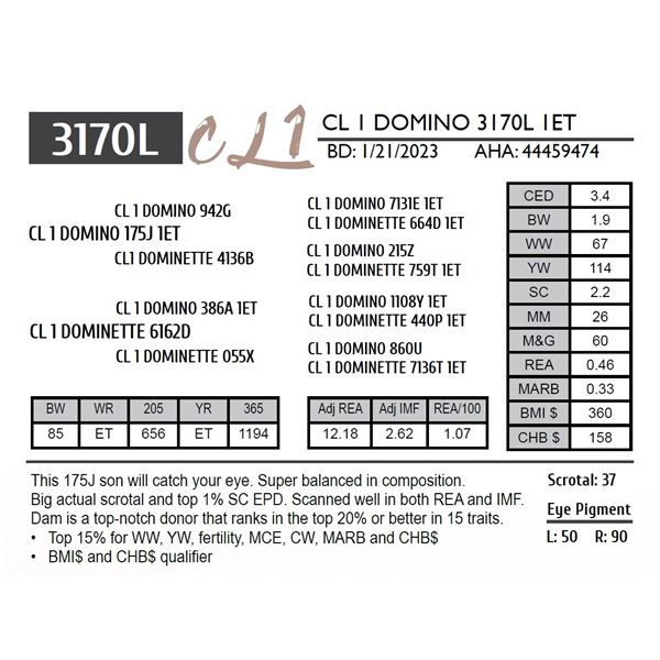 CL 1 DOMINO 3170L 1ET