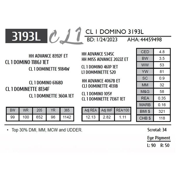 CL 1 DOMINO 3193L