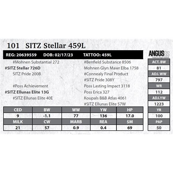 SITZ Stellar 459L