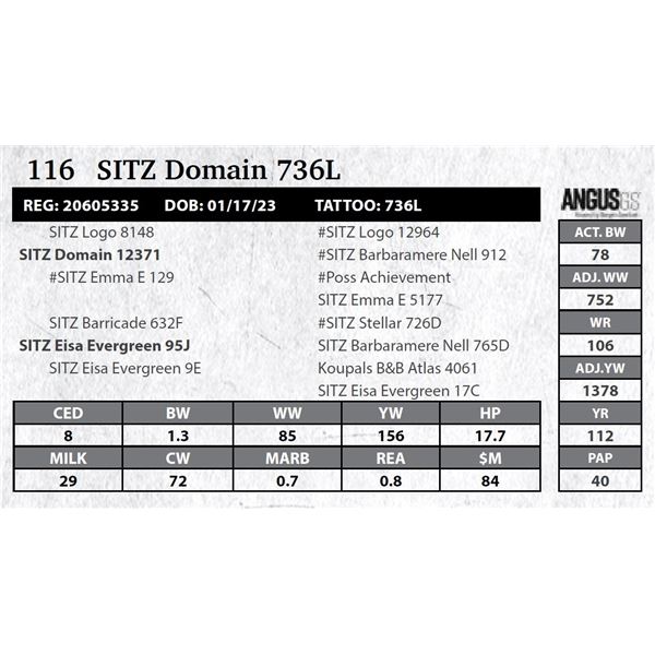 SITZ Domain 736L