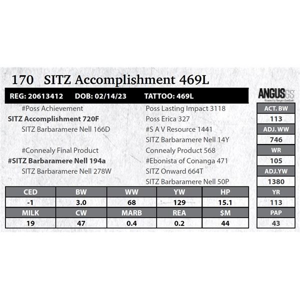 SITZ Accomplishment 469L