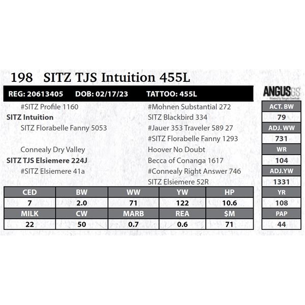 SITZ TJS Intuition 455L