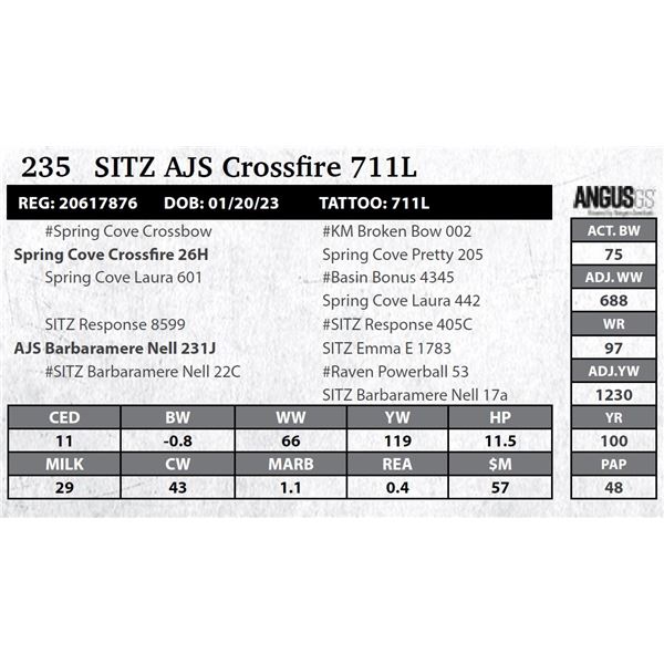 SITZ AJS Crossfire 711L