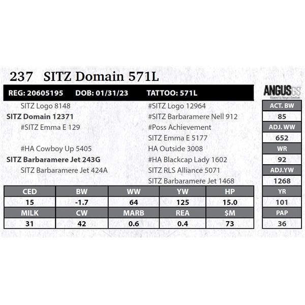 SITZ Domain 571L