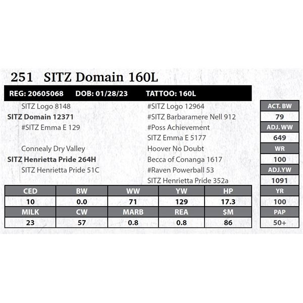 SITZ Domain 160L