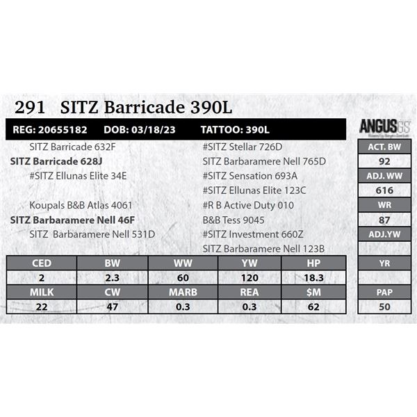 Sitz Barricade 390L