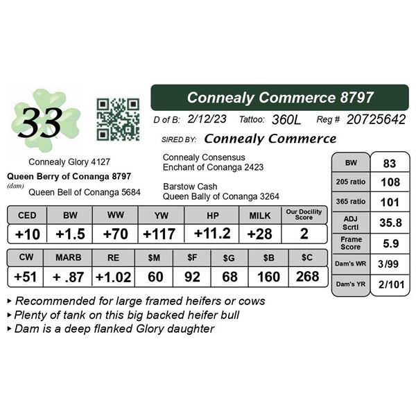 Connealy Commerce 2024 Connealy Angus Spring Bull Sale - 2024 Connealy Angus Spring Bull ...