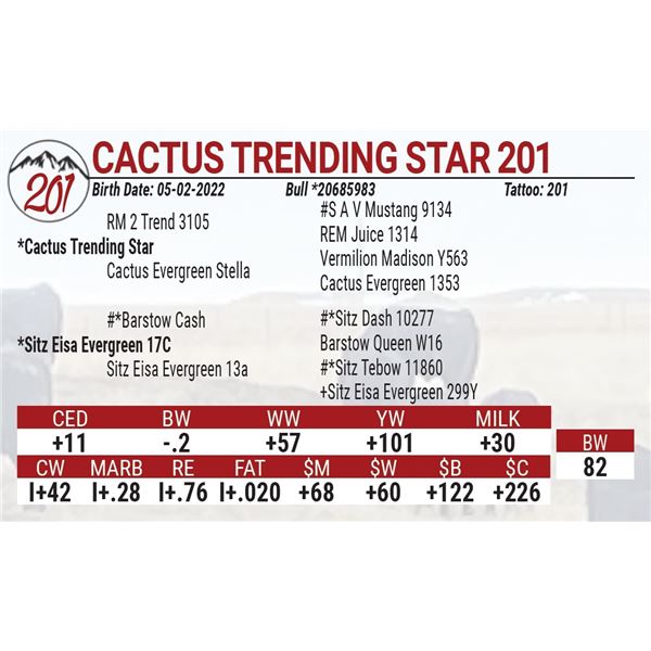 Cactus Trending Star 201