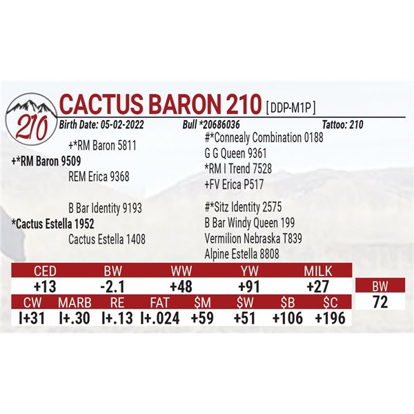 Cactus Baron 210