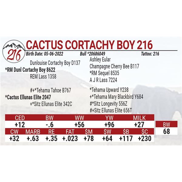 Cactus Cortachy Boy 216