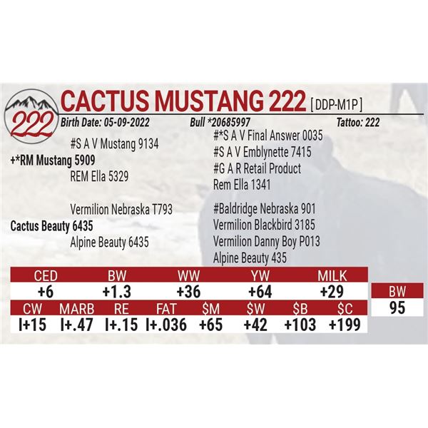 Cactus Mustang 222