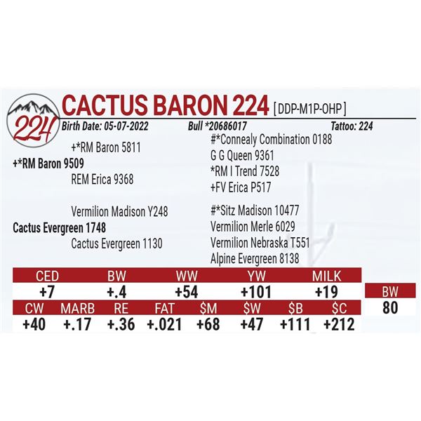 Cactus Baron 224