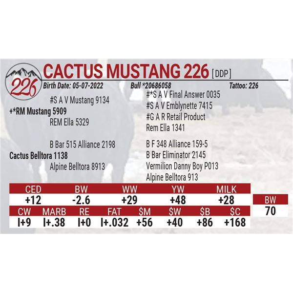 Cactus Mustang 226